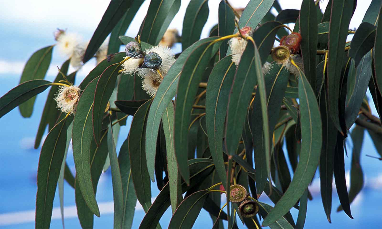 Eucalyptus
