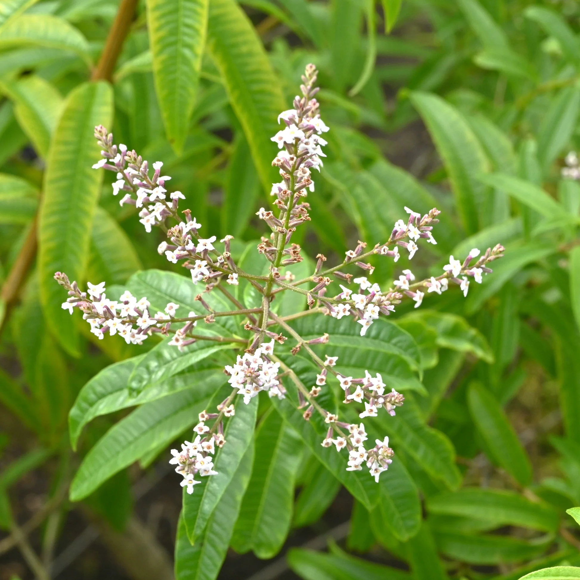 Verveine citronnée